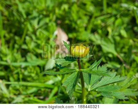 Wild globeflower or Trollius europaeus flower macro with bokeh background selective focus shallow DOF.