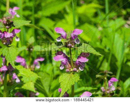 Flowers of blooming Red or Purple Dead-Nettle Lamium Purpureum with leaves on bokeh background macro selective focus shallow DOF.