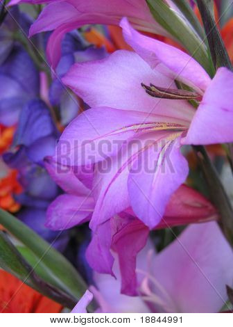 detalje af en udstilling af vidunderligt lyse farvede blomster, stor colormix!