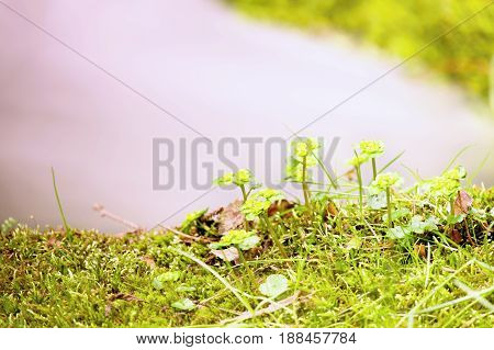 Short Stalks Of Flowers On Mossy Boulder At Mountaint Stream