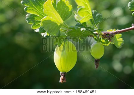 The gooseberry berry hangs on a branch under the leaves