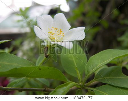 pequeña flor blanca con pistilo amarillo, natural