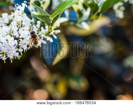 Bare-saddled Colletes Or Plasterer Bee (colletes Similis) Feeding On Stinking Flowers.