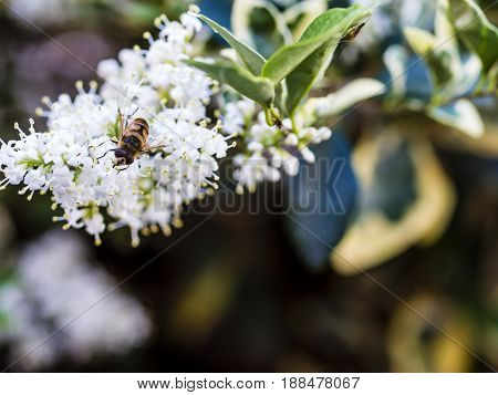 Bare-saddled Colletes Or Plasterer Bee (colletes Similis) Feeding On Stinking Flowers.