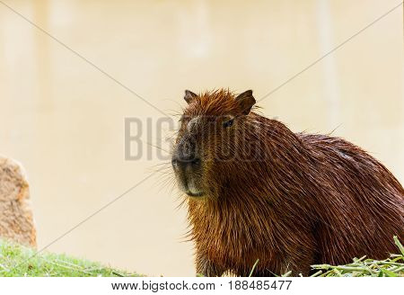 ig Capybara (hydrochoerus hydrochaeris) in the zoo