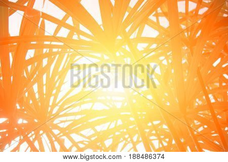 Up view Papyrus leaf abstract background - Yellow Orang filter style