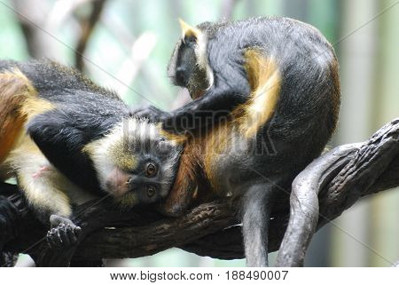 Two wolf's guenon monkeys grooming each other.