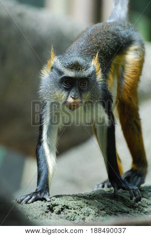Really great wolf's guenon monkey up close.