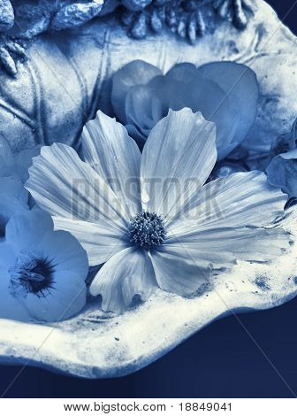 cianografia di riproduzione fotografica