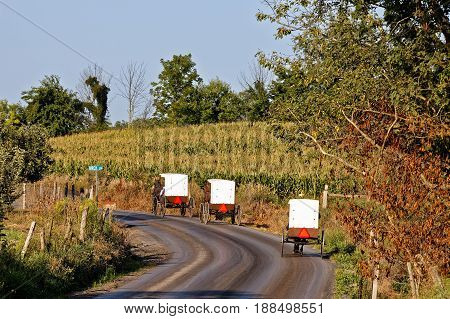 Amish horse drawn carriages round a bend on a rural road in Mifflin County Pennsylvania USA. Carriages with white tops and brown bottoms are a common sight in this area.