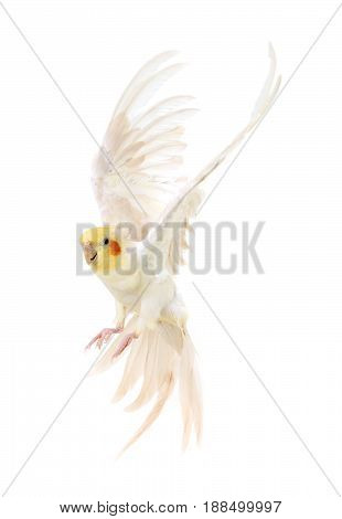female gray cockatiel in front of white background