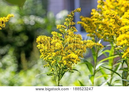 Small yellow flowers. St. John's wort in the field. Flowering yellow St. John's wort.