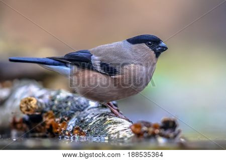 Female Eurasian Bullfinch
