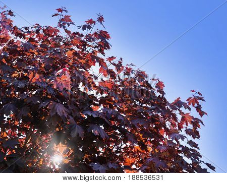 Leaves of Korea Maple, Acer palmatum Atropurpureum. Dark red feathery acer, bright blue sky on the background. Sun beams broken through the foliage.