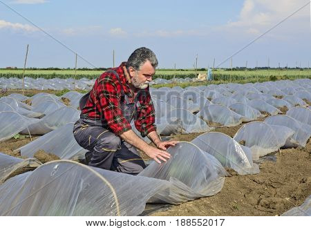Farmer in his field controls the development of seedlings watermelon and melon under plastic protection.