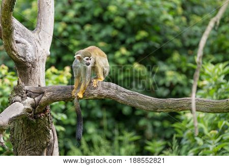 Portrait of squirrel monkey Saimiri sciureus sitting on a tree branch.