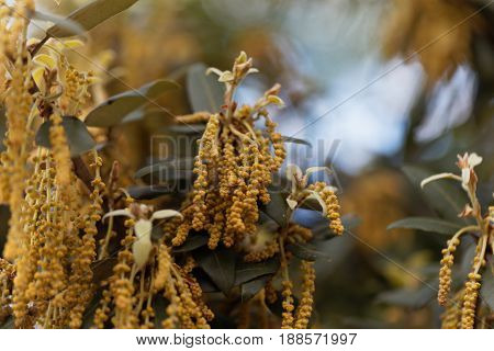 Flowers of an evergreen oak (Quercus ilex)