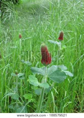 Crimson clover in flower in spring, Trifolium incarnatum