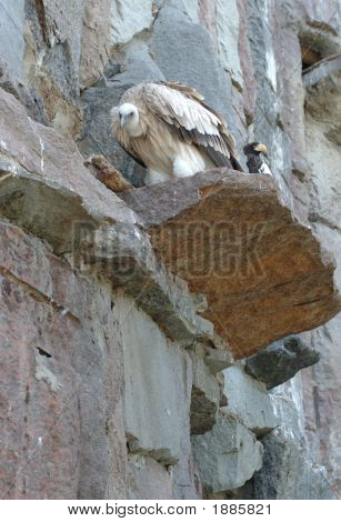 Griffon Sitting On Rock