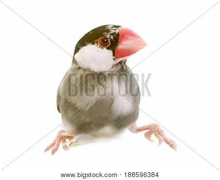 Java sparrow in front of white background