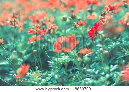 Colorful Flowers For Background .