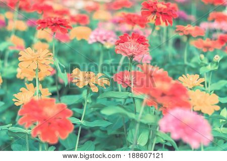 Colorful Flowers For Background .