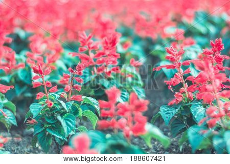 Colorful Flowers For Background .