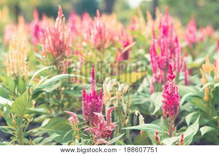 Colorful Flowers For Background .