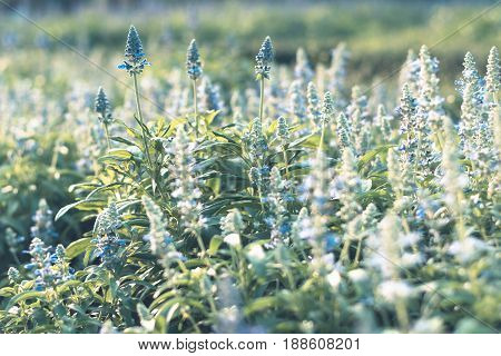 Colorful Flowers For Background .