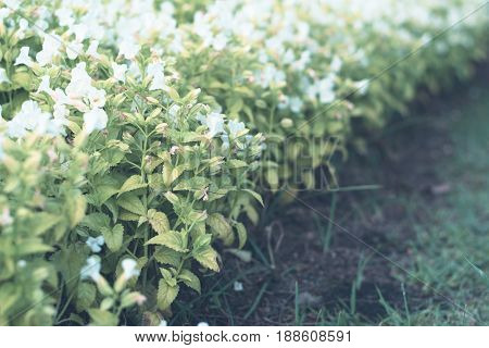 Colorful Flowers For Background .