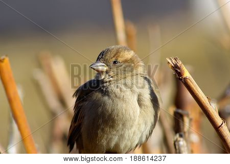 Closeup of a sparrow bird perched on branch against blurred background. Shallow depth of field. Selective focus.