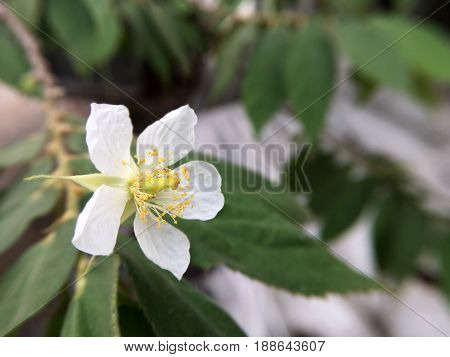 close up Muntingia calabura flower in nature garden