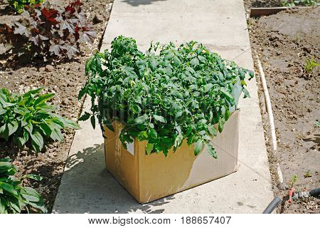 Сardboard box with tomato seedlings ready for planting on the ground stands in the garden