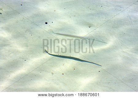 Fish   Isla Contoy       Mexico