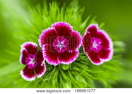 Romantic Pink Peonies In Spring Garden.