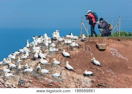 HELGOLAND GERMANY - MAY 27 2017: Photographers taking pictures of brooding Northern Gannets at red cliffs of Helgoland