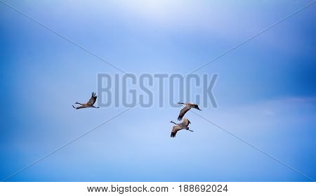 Cranes Are Flying Against Blue Sky In Clouds
