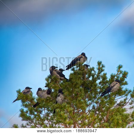 Flock Of Crows Resting In Crown Of Pine