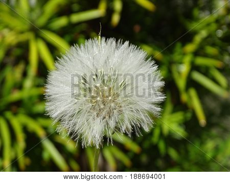 full dandelion flower ready for a stiff breeze