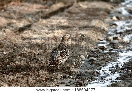 Capercailye (tetrao Urogallus) Out On Gravel Road