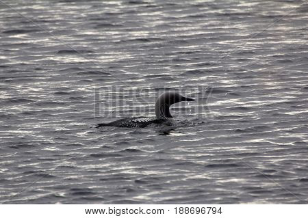 Black-throated Diver (gavia Arctica)