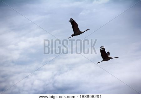 Gray Crane (common Crane, Grus Grus), Pair