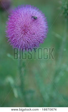 Ape e un scrofa-cardo nel campo