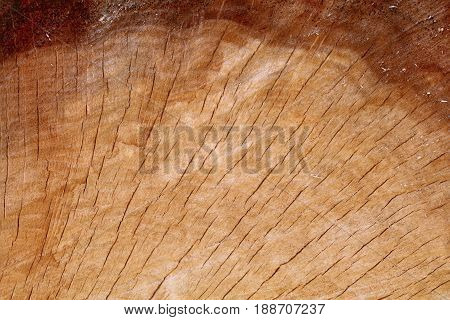 A partial image closeup of an old oak log cross section shows the deep grain.