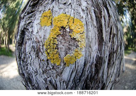 Lichens On The Trunk