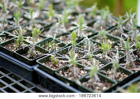 Lavender Seedlings In The Greenhouse Located In Kula Lavender Farm Ion Maui, Hawaii