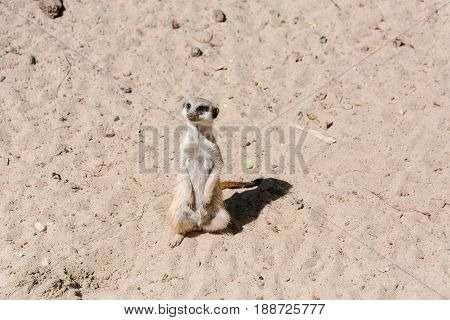 Surikata On Sand. Surikat In A Profile.