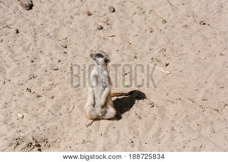 Surikata On Sand. Surikat In A Profile.