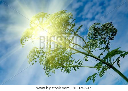 Cresson d'hiver et le soleil