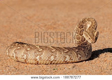 A puff adder (Bitis arietans) in defensive position, southern Africa
